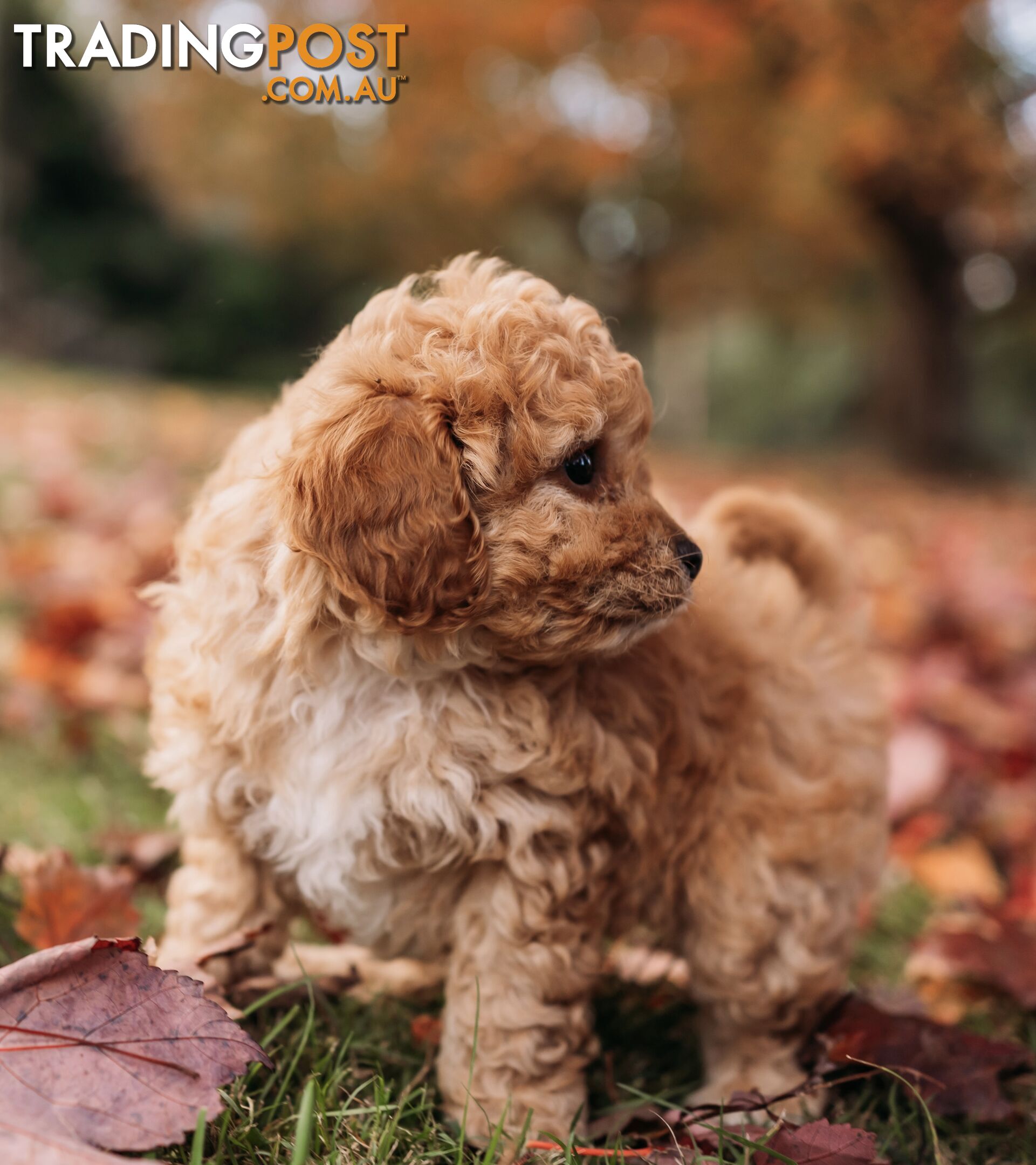 Stunning Cavoodle puppies 8 weeks old and ready for their new homes!
