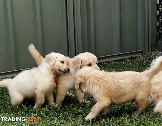 Purebred-Golden-Retriever-Puppies-For-Sale