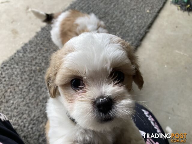 Maltese/shitzu