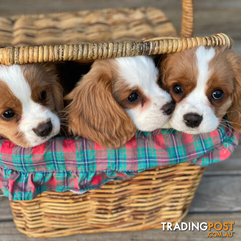 Adorable Cavalier King Charles Puppies - Ready to Go Home Today!