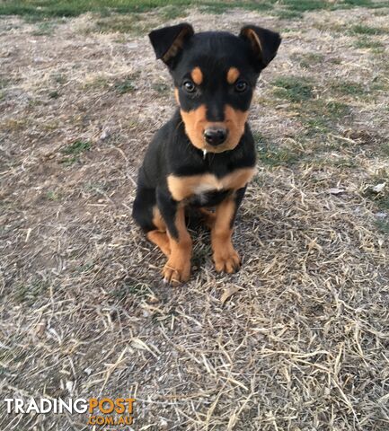 Kelpie X Huntaway pup