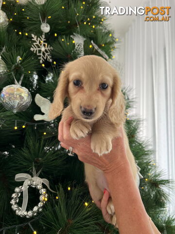 Cream Long Haired Miniature Dachshunds