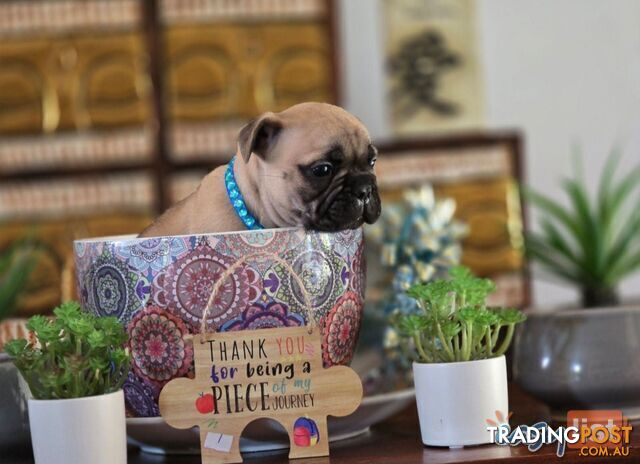 Pure-bred French bulldog Puppies 7 weeks old