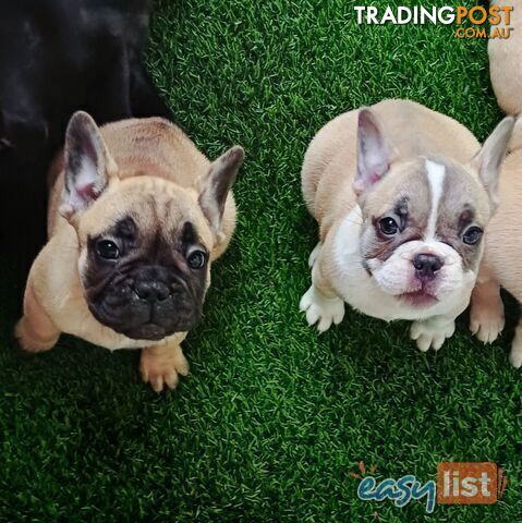 Pure-bred French bulldog Puppies 7 weeks old