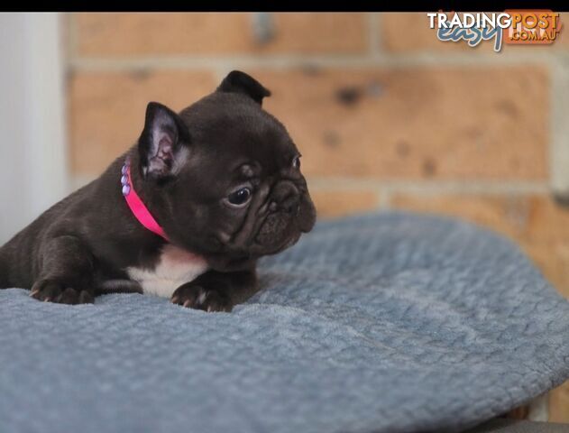 Pure-bred French bulldog Puppies 7 weeks old