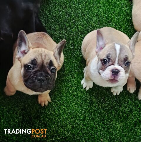 Pure-bred French bulldog Puppies 7 weeks old