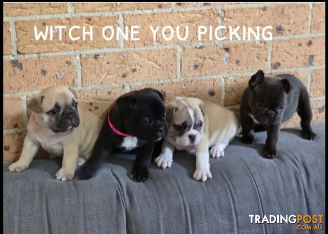 Pure-bred French bulldog Puppies 7 weeks old