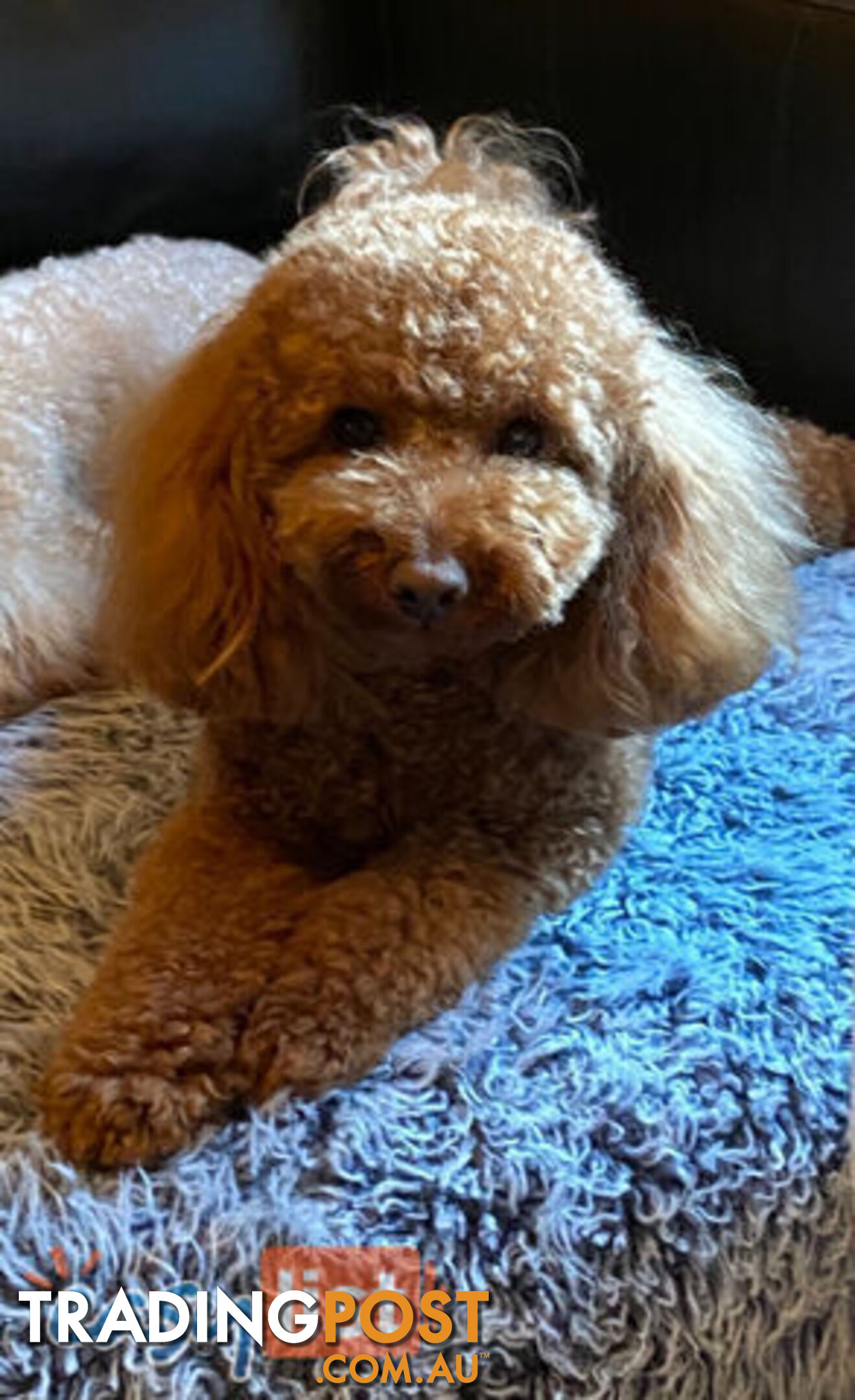 Purebred Dark Red Toy Poodle (for stud services only - not for sale)