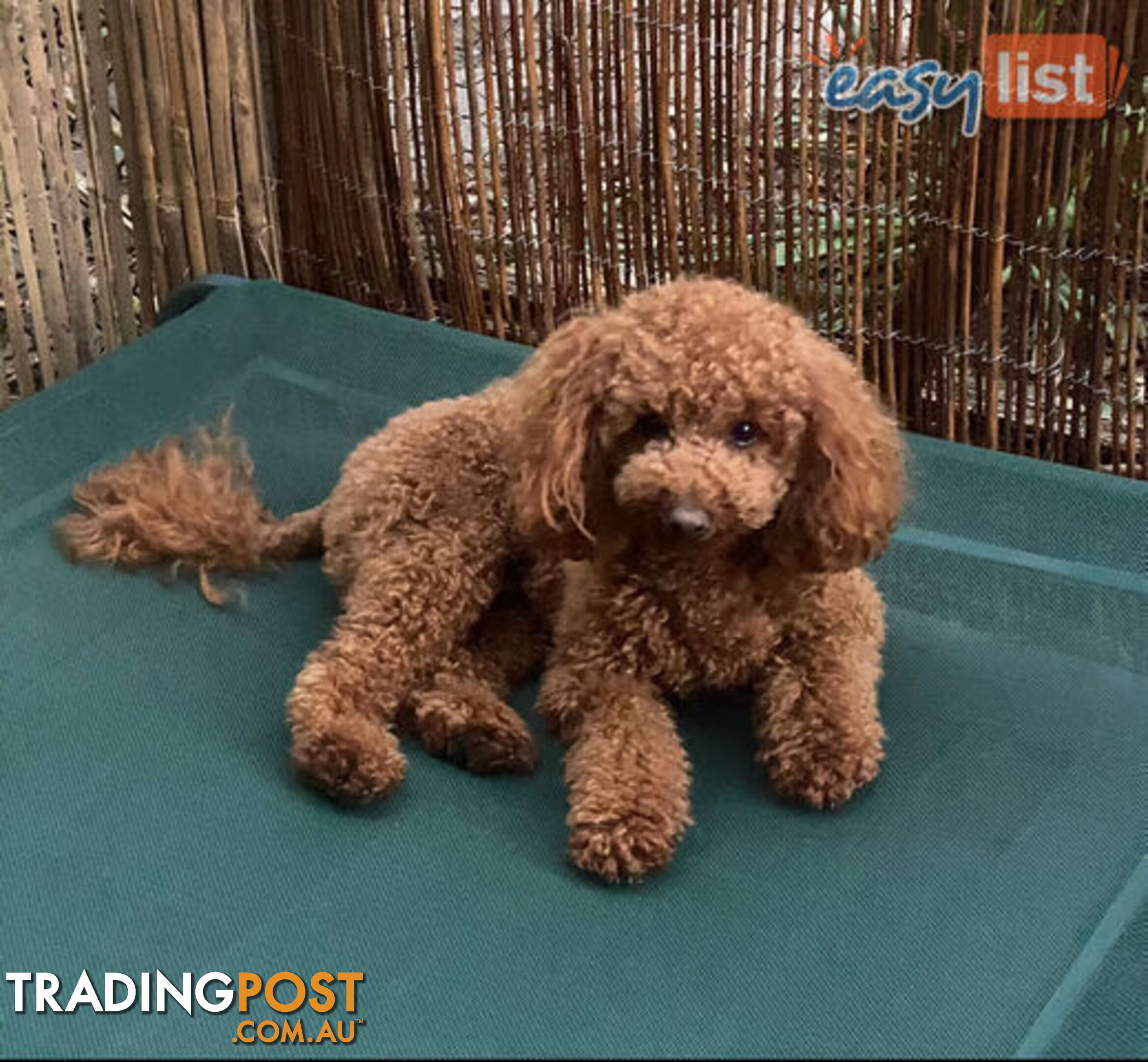 Purebred Dark Red Toy Poodle (for stud services only - not for sale)
