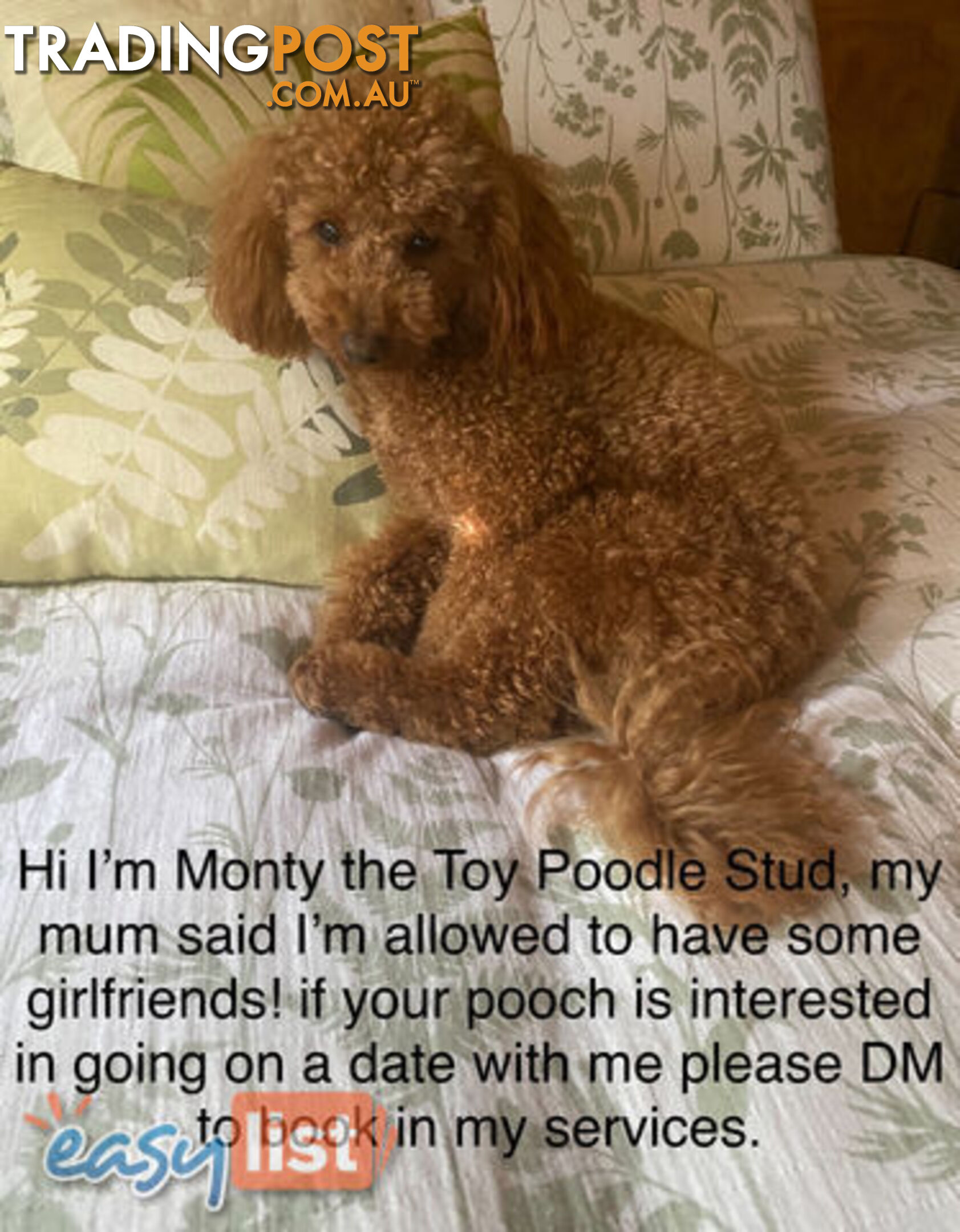 Purebred Dark Red Toy Poodle (for stud services only - not for sale)