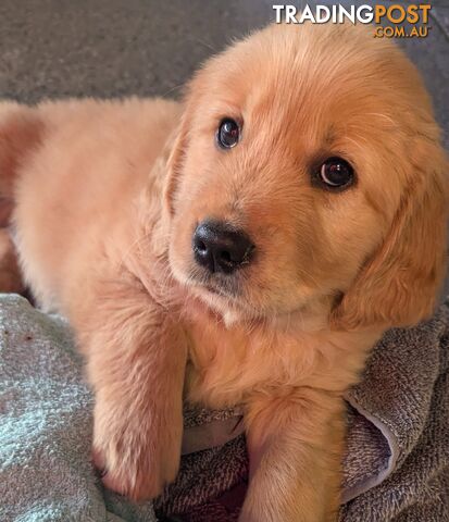 Pure Golden Retriever Puppies