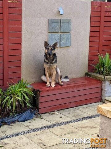 German Shepherd Free to good home