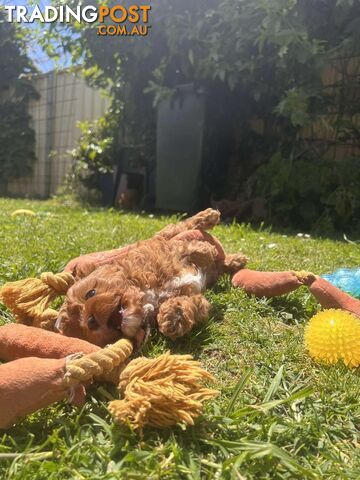 🐾 Adorable Cavoodle Puppies for Sale! 🐾