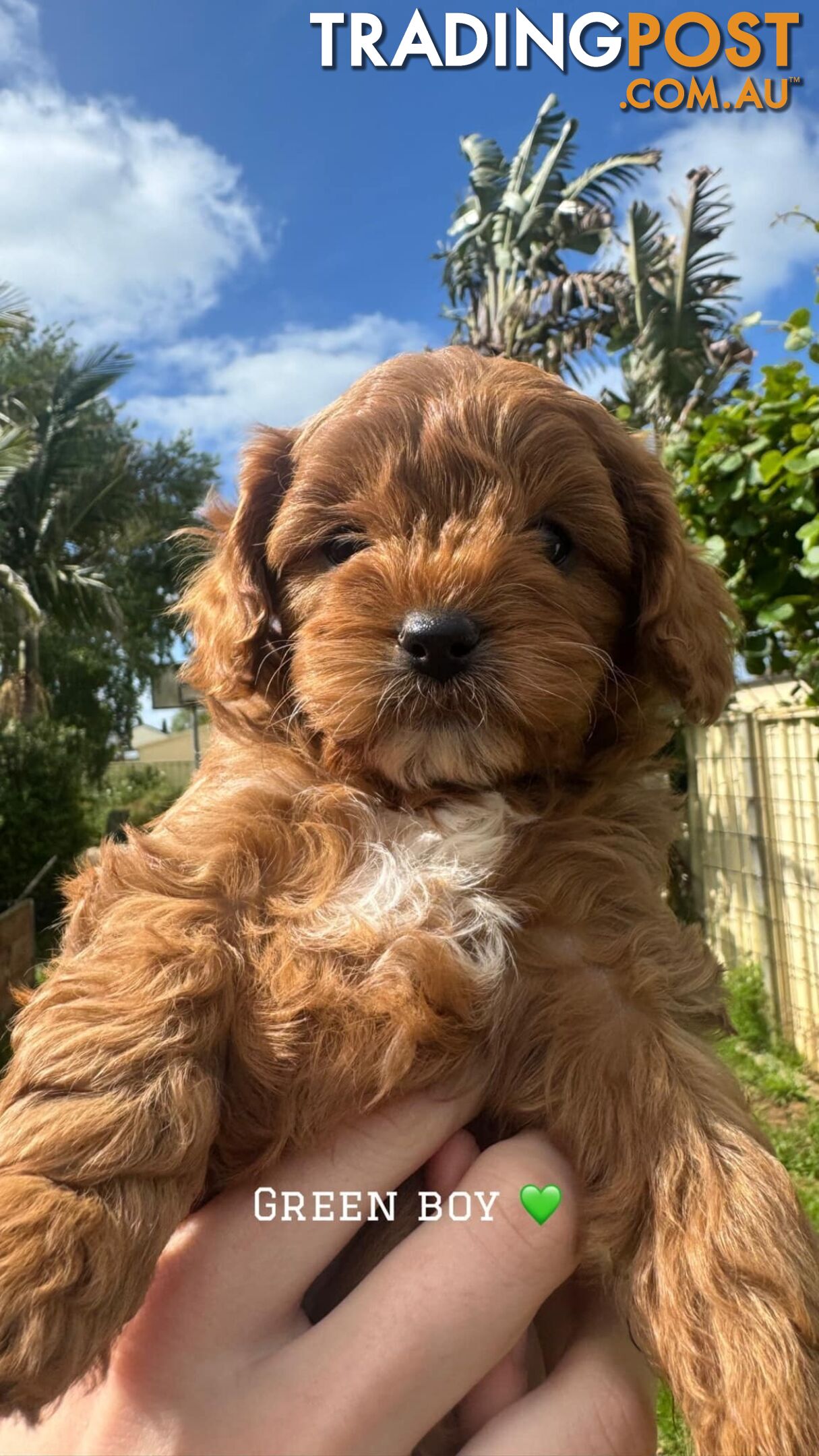 🐾 Adorable Cavoodle Puppies for Sale! 🐾