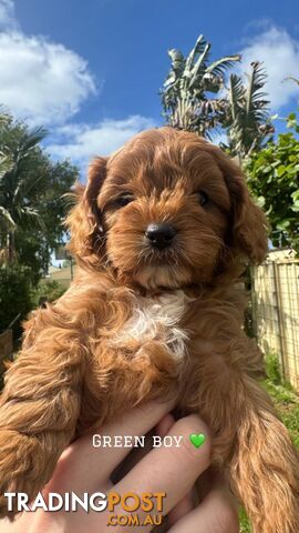 🐾 Adorable Cavoodle Puppies for Sale! 🐾