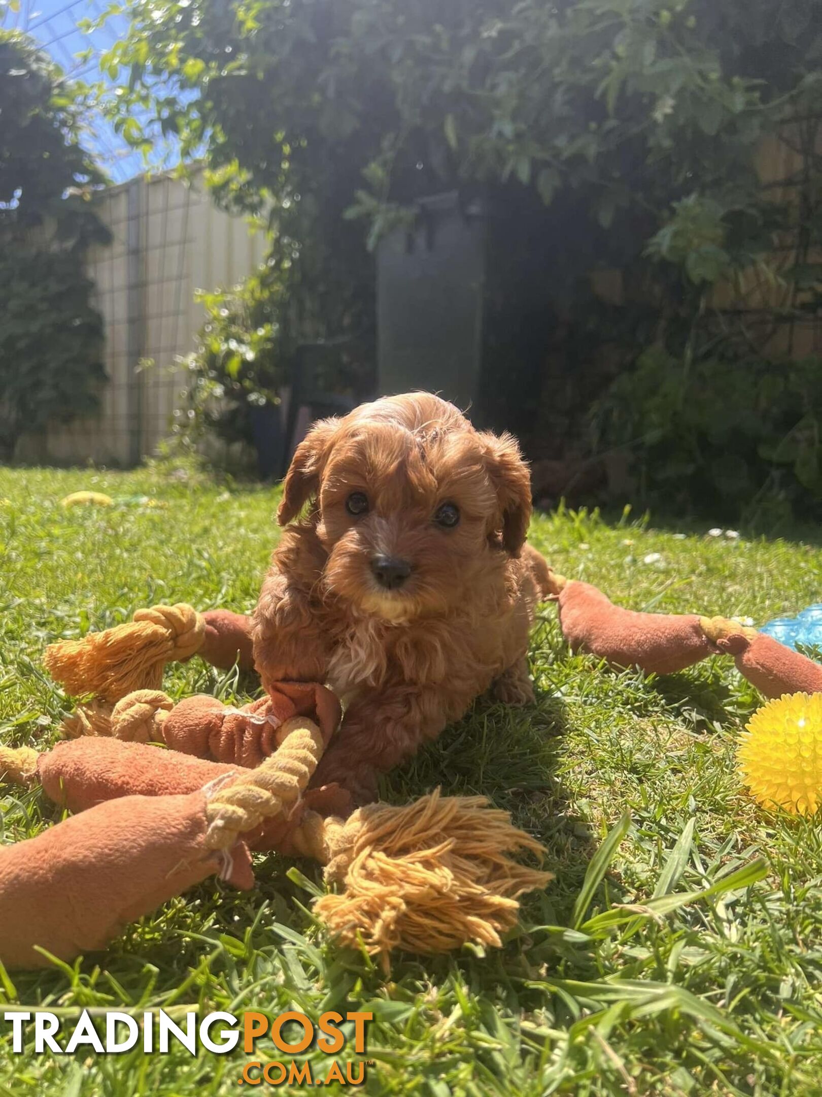 🐾 Adorable Cavoodle Puppies for Sale! 🐾