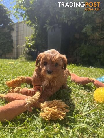 🐾 Adorable Cavoodle Puppies for Sale! 🐾