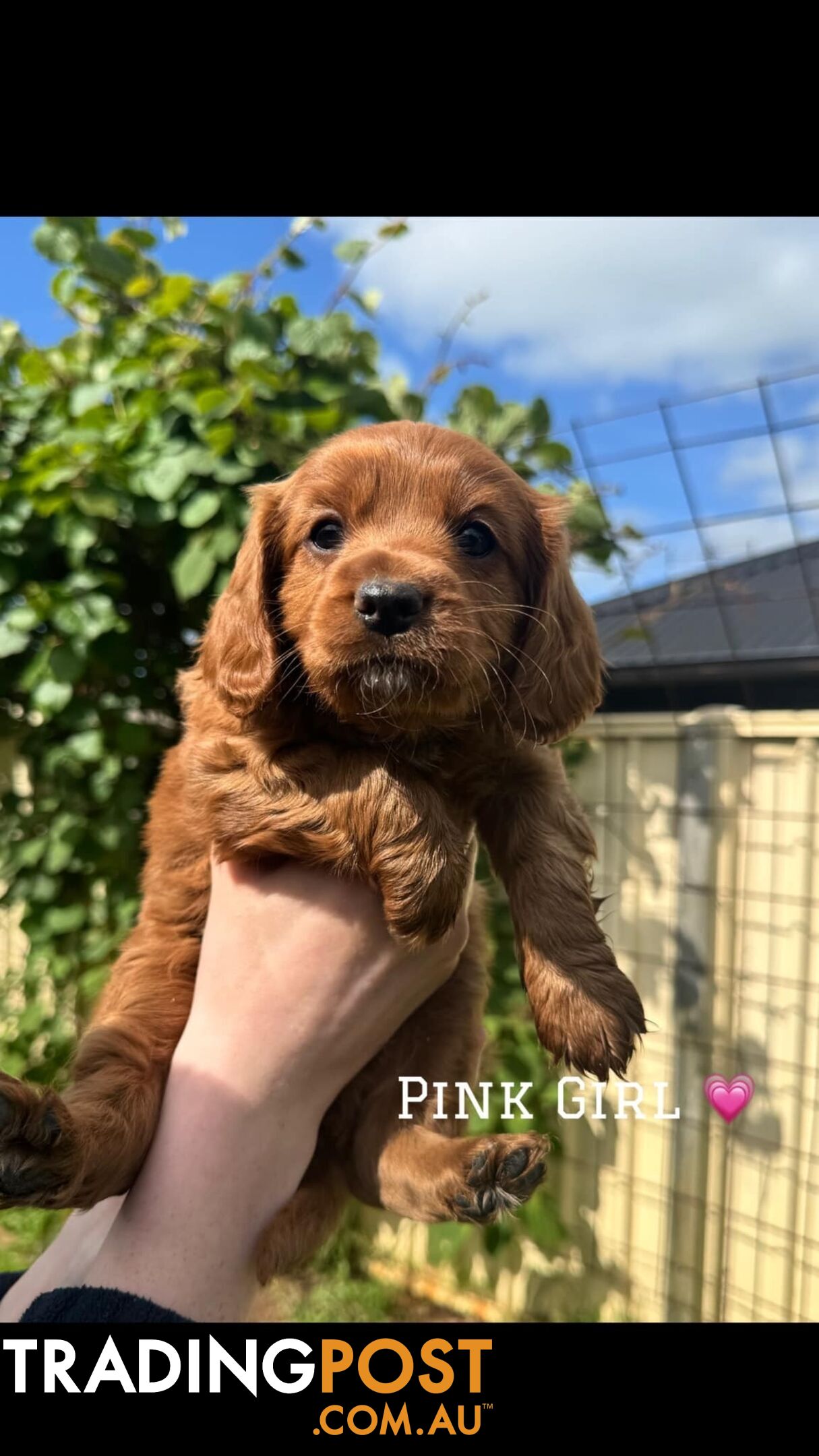 🐾 Adorable Cavoodle Puppies for Sale! 🐾