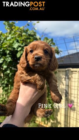 🐾 Adorable Cavoodle Puppies for Sale! 🐾