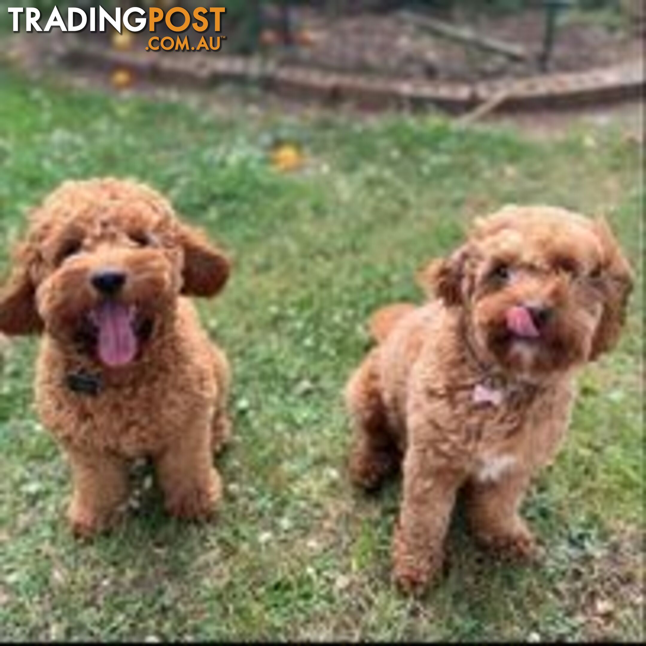 🐾 Adorable Cavoodle Puppies for Sale! 🐾