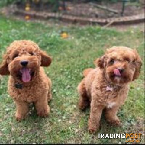 🐾 Adorable Cavoodle Puppies for Sale! 🐾