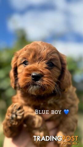 🐾 Adorable Cavoodle Puppies for Sale! 🐾