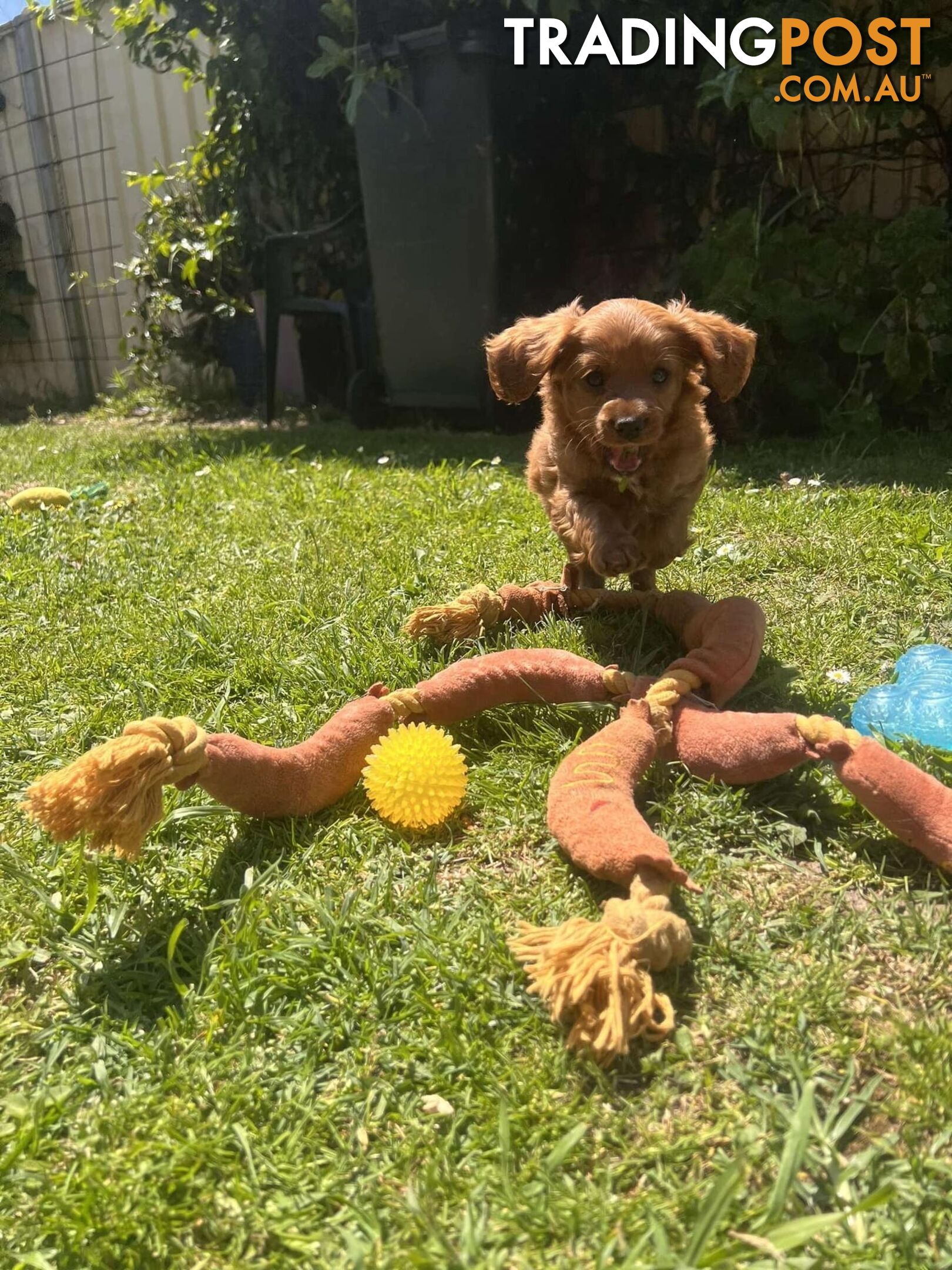 🐾 Adorable Cavoodle Puppies for Sale! 🐾