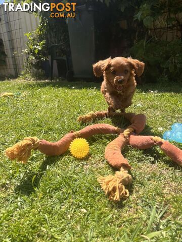 🐾 Adorable Cavoodle Puppies for Sale! 🐾