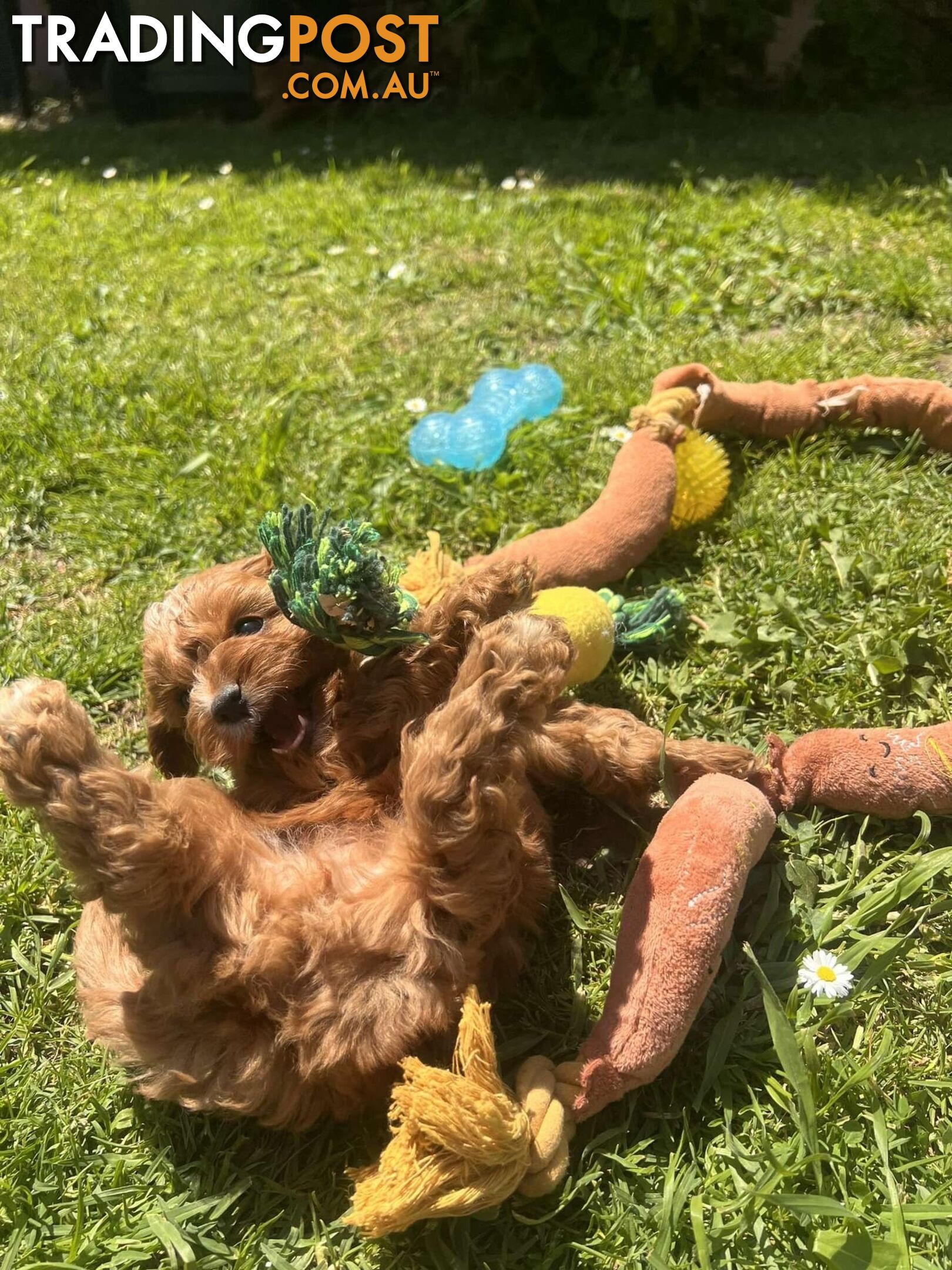 🐾 Adorable Cavoodle Puppies for Sale! 🐾