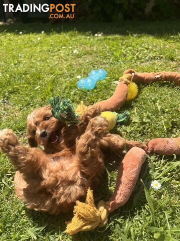 🐾 Adorable Cavoodle Puppies for Sale! 🐾