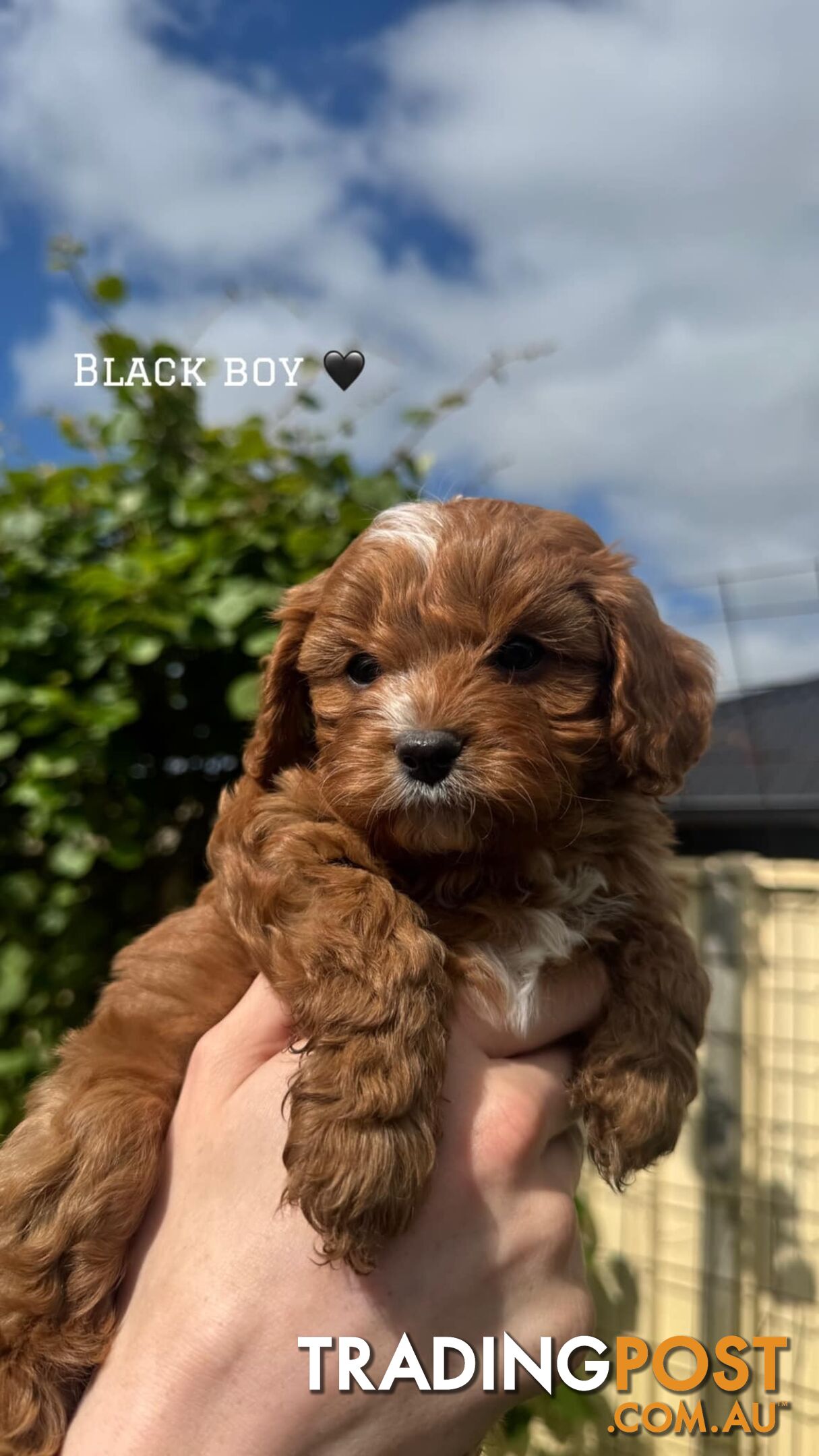 🐾 Adorable Cavoodle Puppies for Sale! 🐾