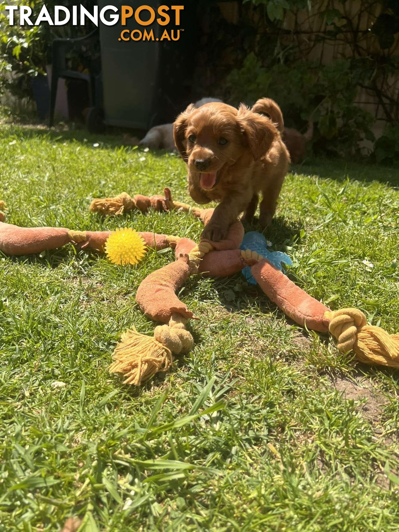 🐾 Adorable Cavoodle Puppies for Sale! 🐾