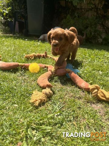 🐾 Adorable Cavoodle Puppies for Sale! 🐾