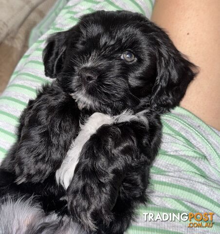 Miniature cockerspaniel X puppies