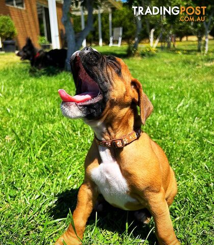 PUREBRED BOXER PUPPIES