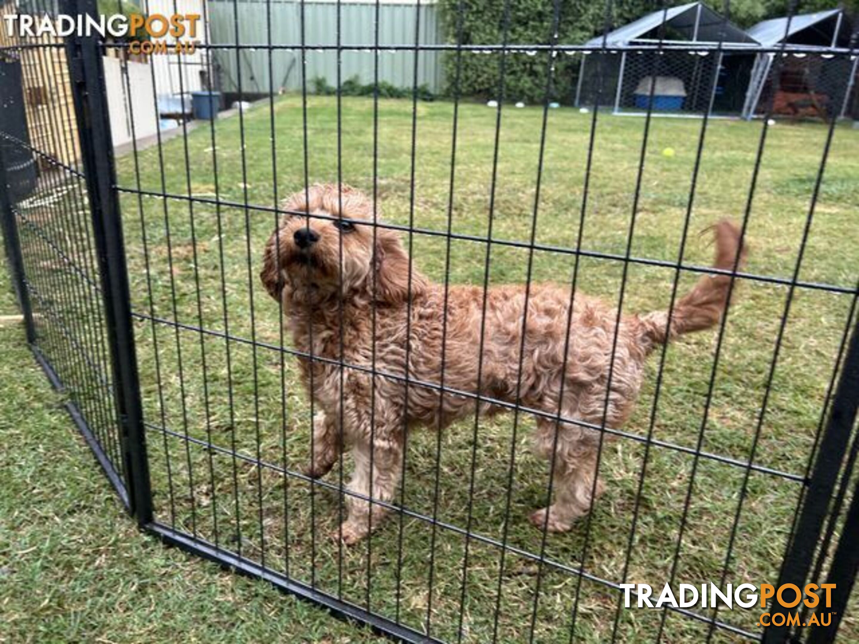 Adult Female Cavoodle