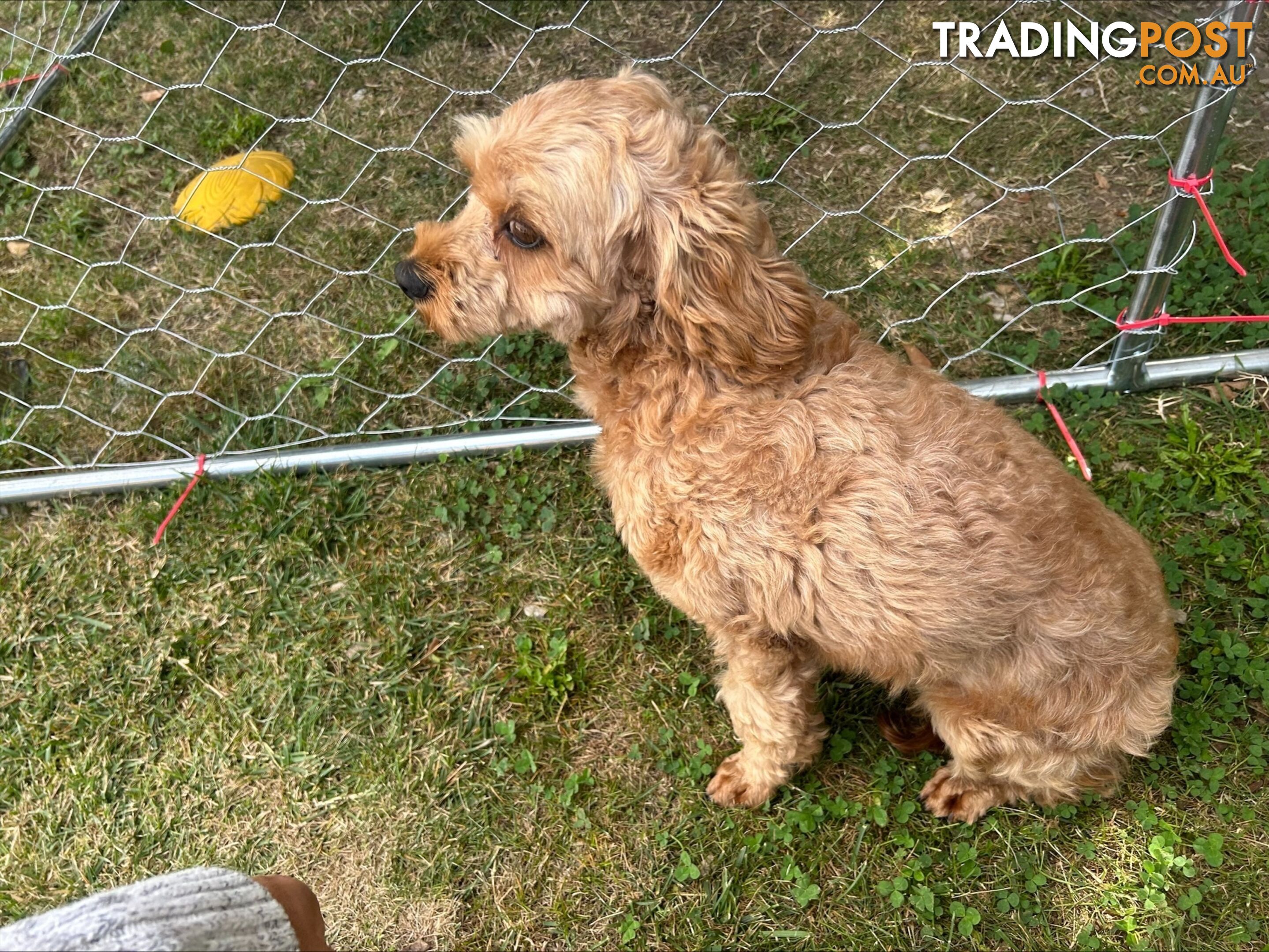 Adult Female Cavoodle