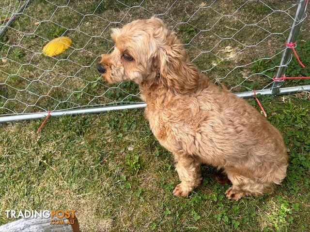 Adult Female Cavoodle