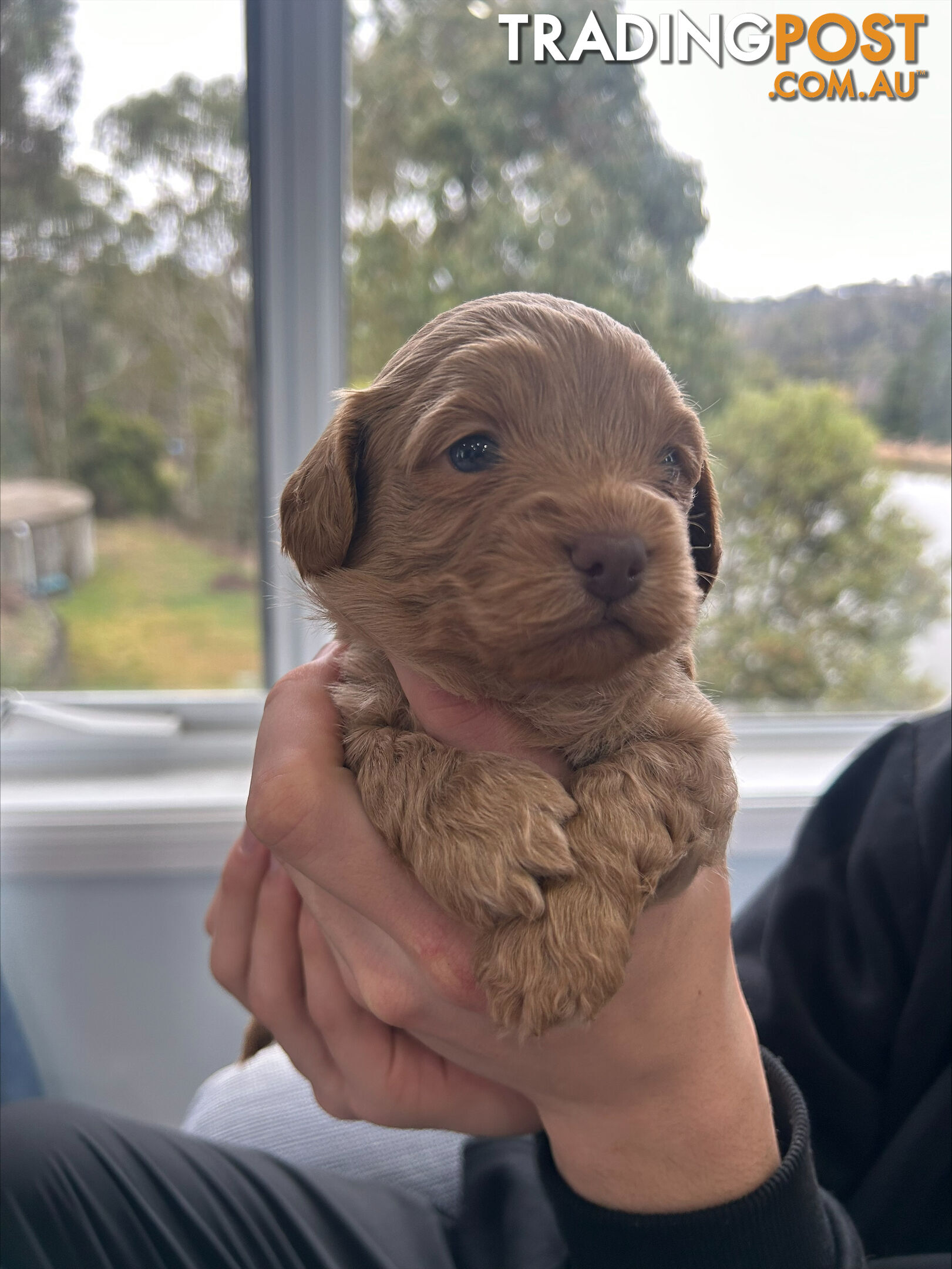 Adult Female Cavoodle