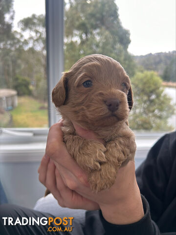 Adult Female Cavoodle