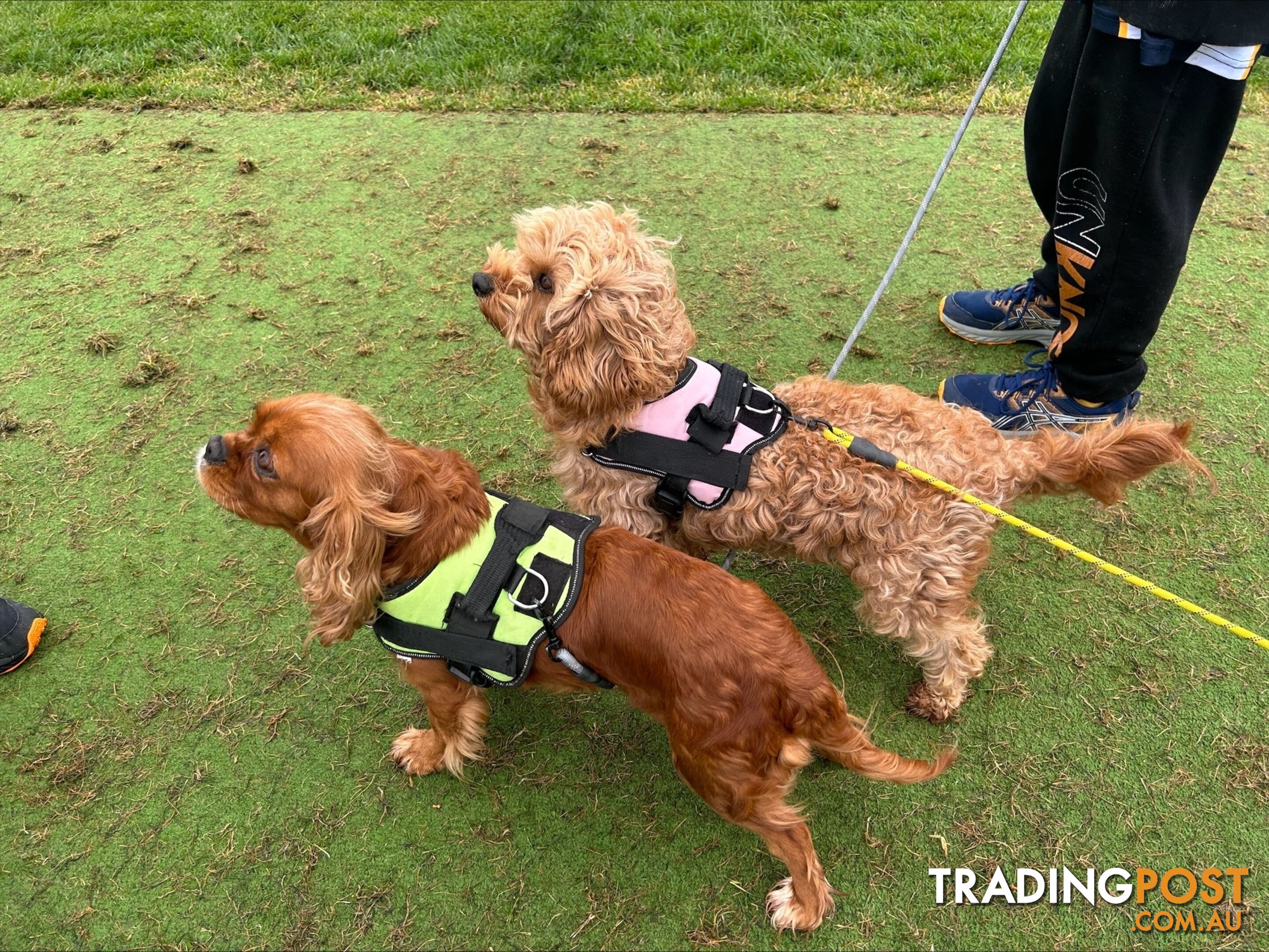 Adult Female Cavoodle