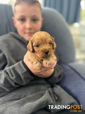 Adult Female Cavoodle