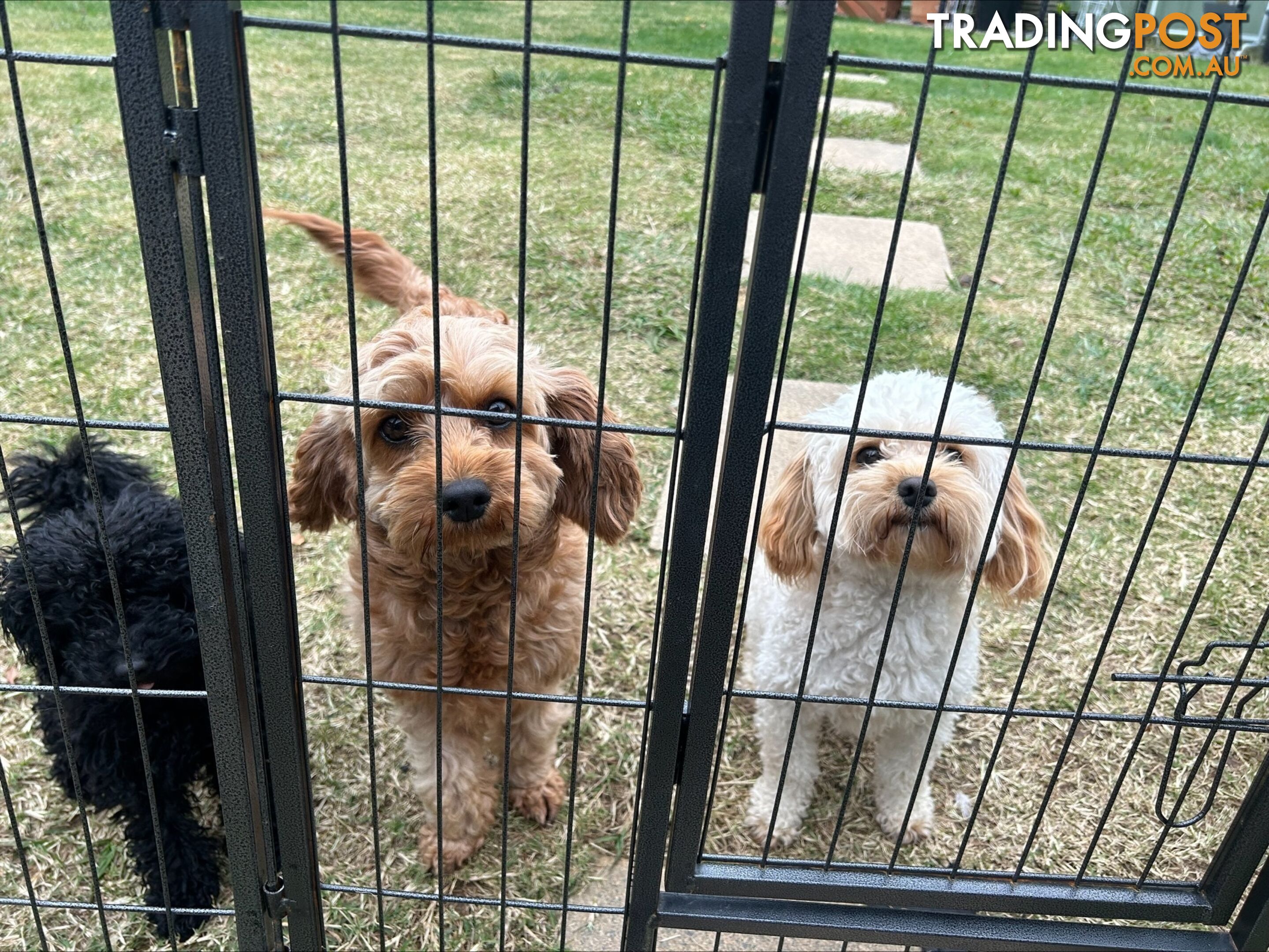 Adult Female Cavoodle