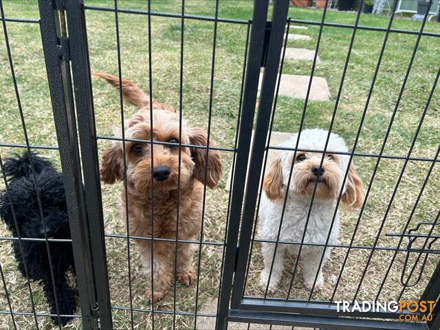 Adult Female Cavoodle