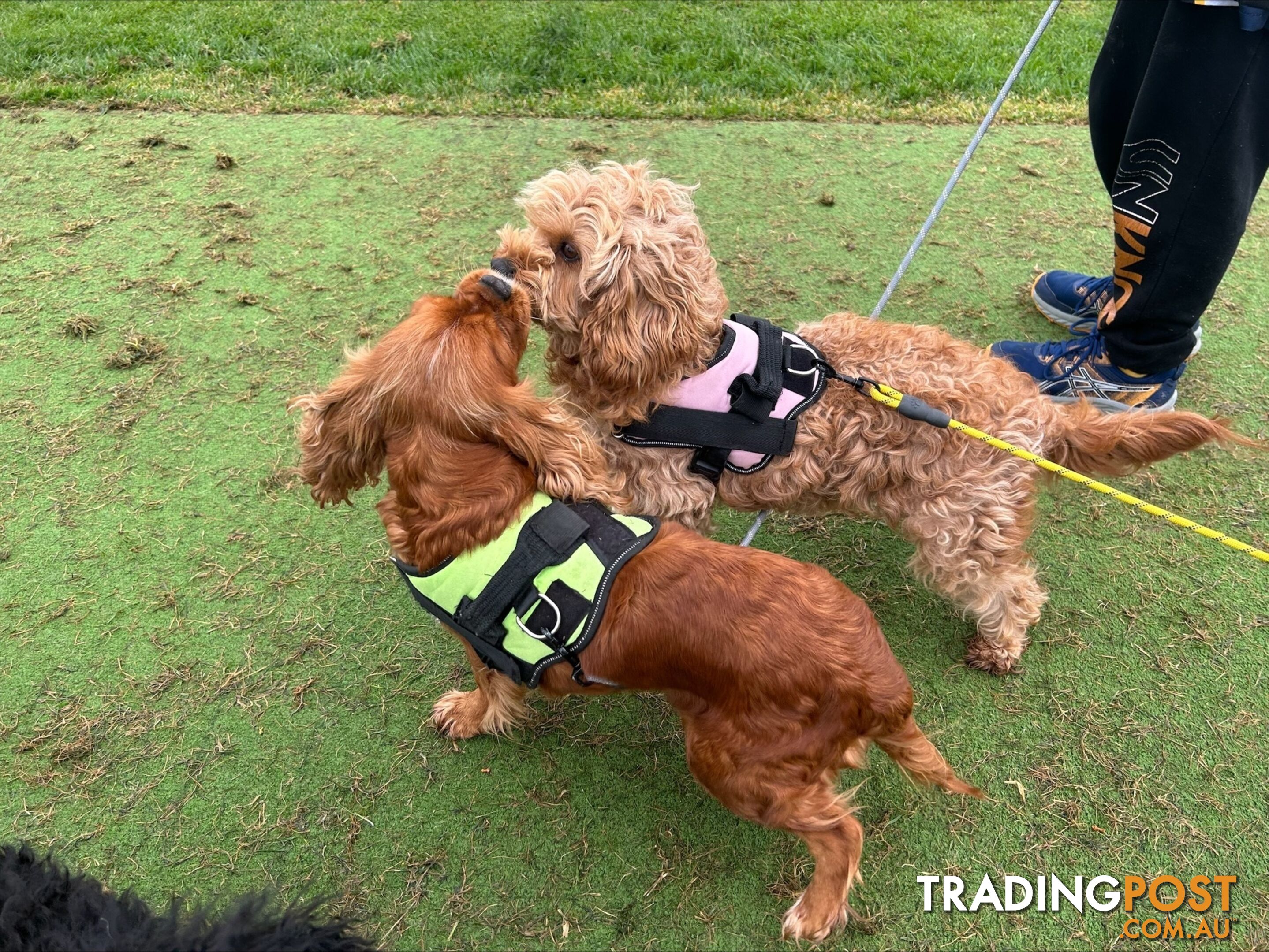 Adult Female Cavoodle