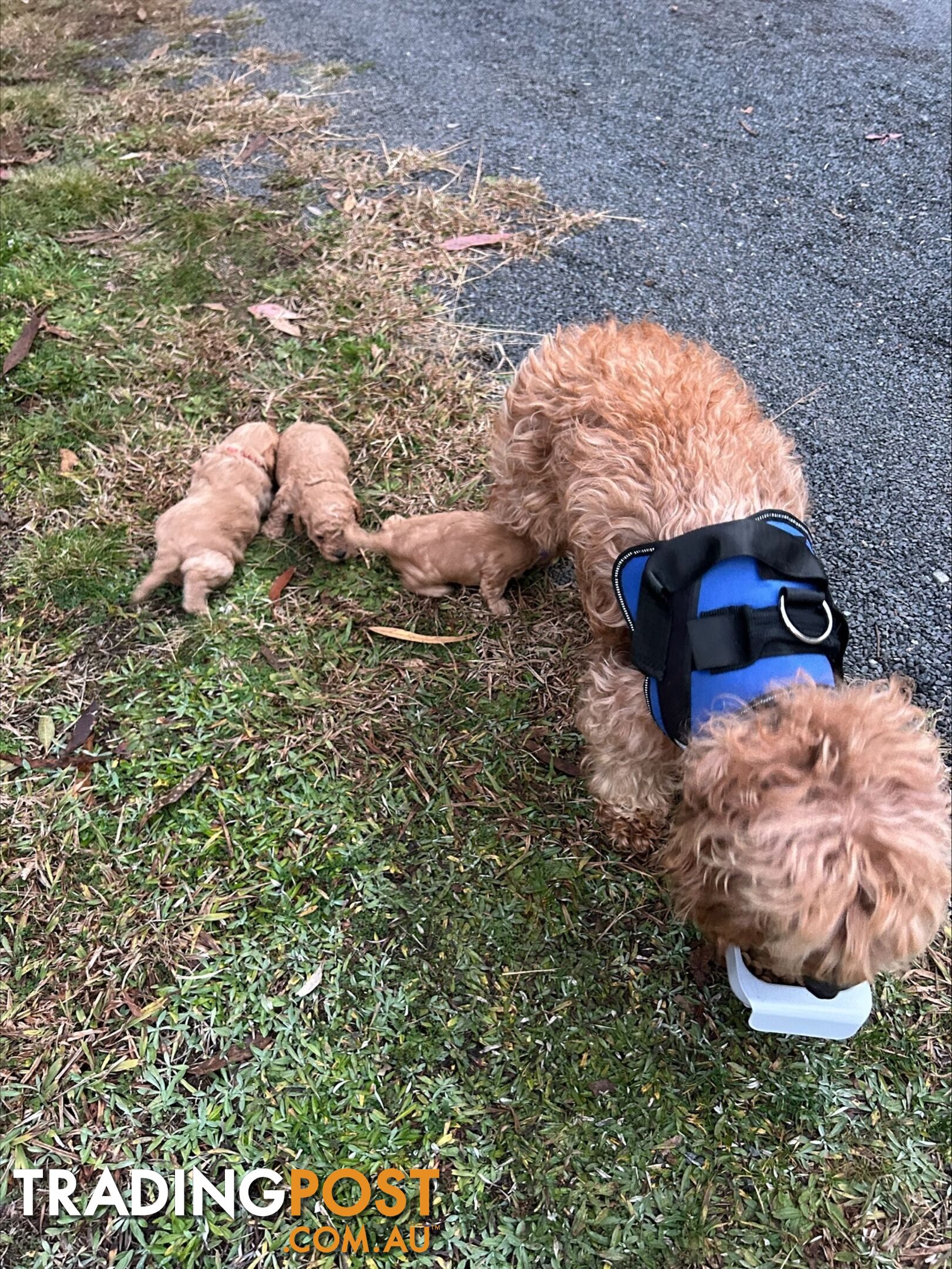 Adult Female Cavoodle