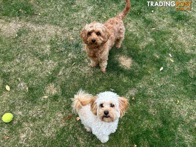 Adult Female Cavoodle