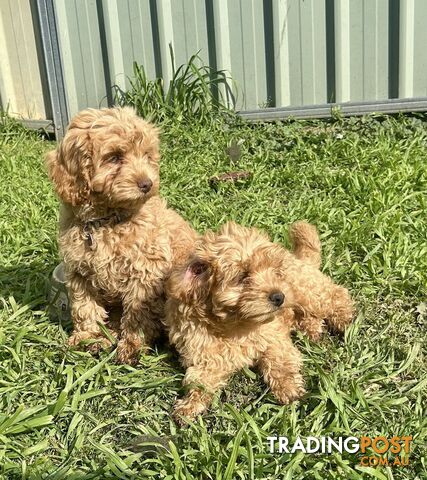 F2 Toy Cavoodles Puppies