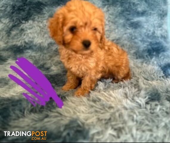 F2 Toy Cavoodles Puppies