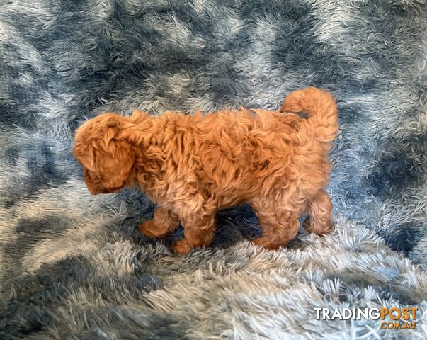 F2 Toy Cavoodles Puppies